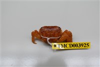 藏品(方形大額蟹)的圖片